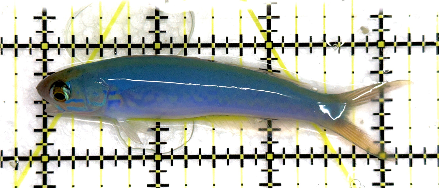 Flashing Tilefish FT092102 WYSIWYG Size: XL 3.5” approx
