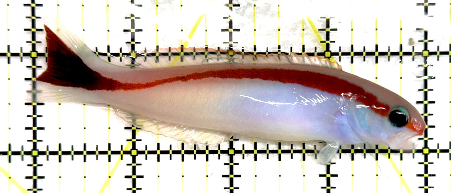 Marcosi Skunk Tilefish MST092103 WYSIWYG Size: L 4" approx