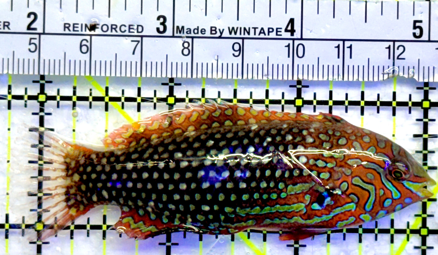 Ornate Leopard Wrasse OLW071901 WYSIWYG Size: XL 3.5"