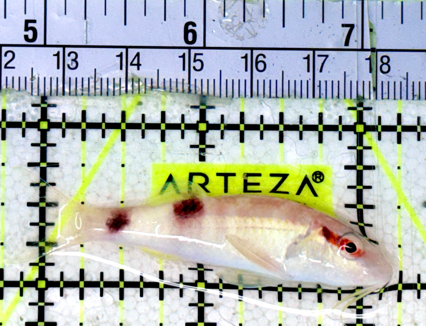 Goatfish G070301 WYSIWYG Size: M 2.25"