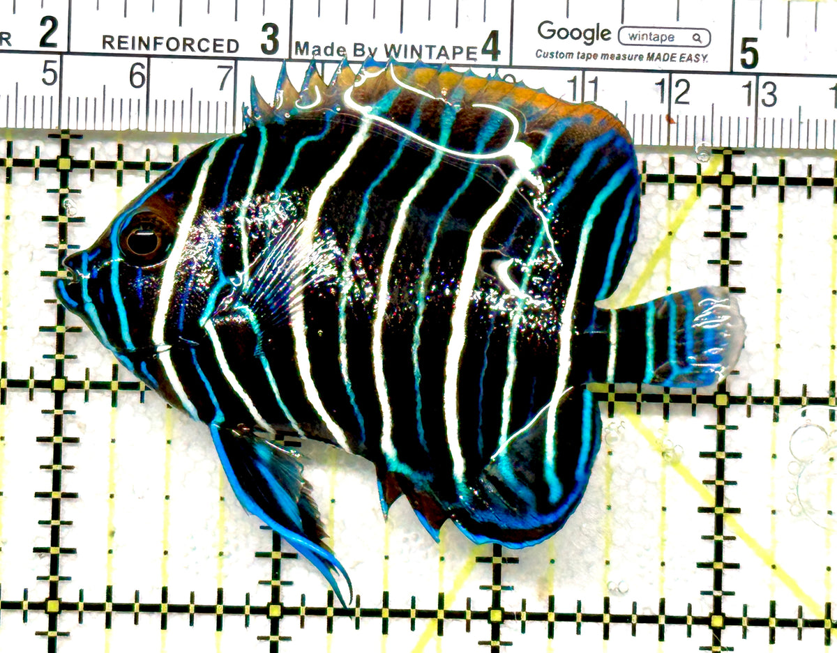 Koran Angelfish Juvenile KAJ100604 WYSIWYG Size: M 3" approx