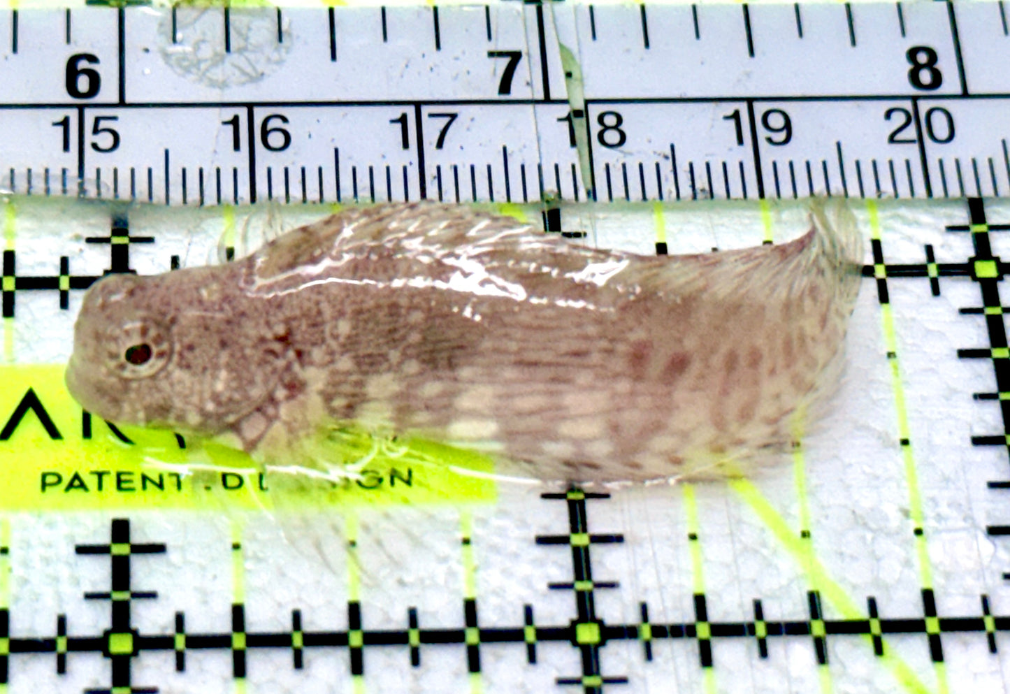 Lawnmower Blenny LB070301 WYSIWYG Size: L 2"