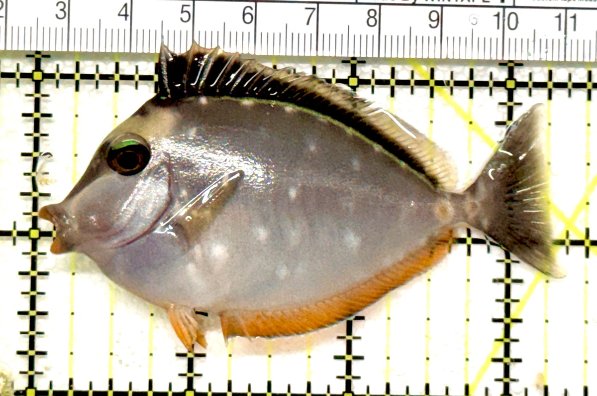 Naso Tang NT100601 WYSIWYG Size: M 3.25" approx
