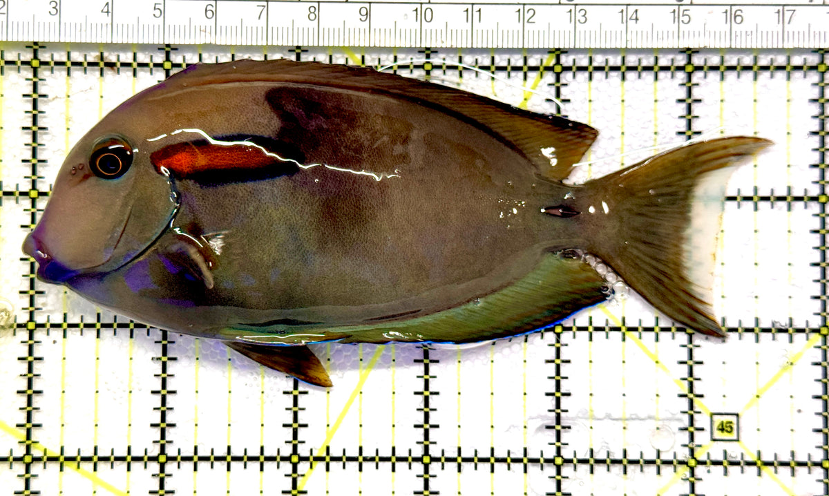Orange Shoulder Tang OST100601 WYSIWYG Size: ML Adult: 5.5" approx