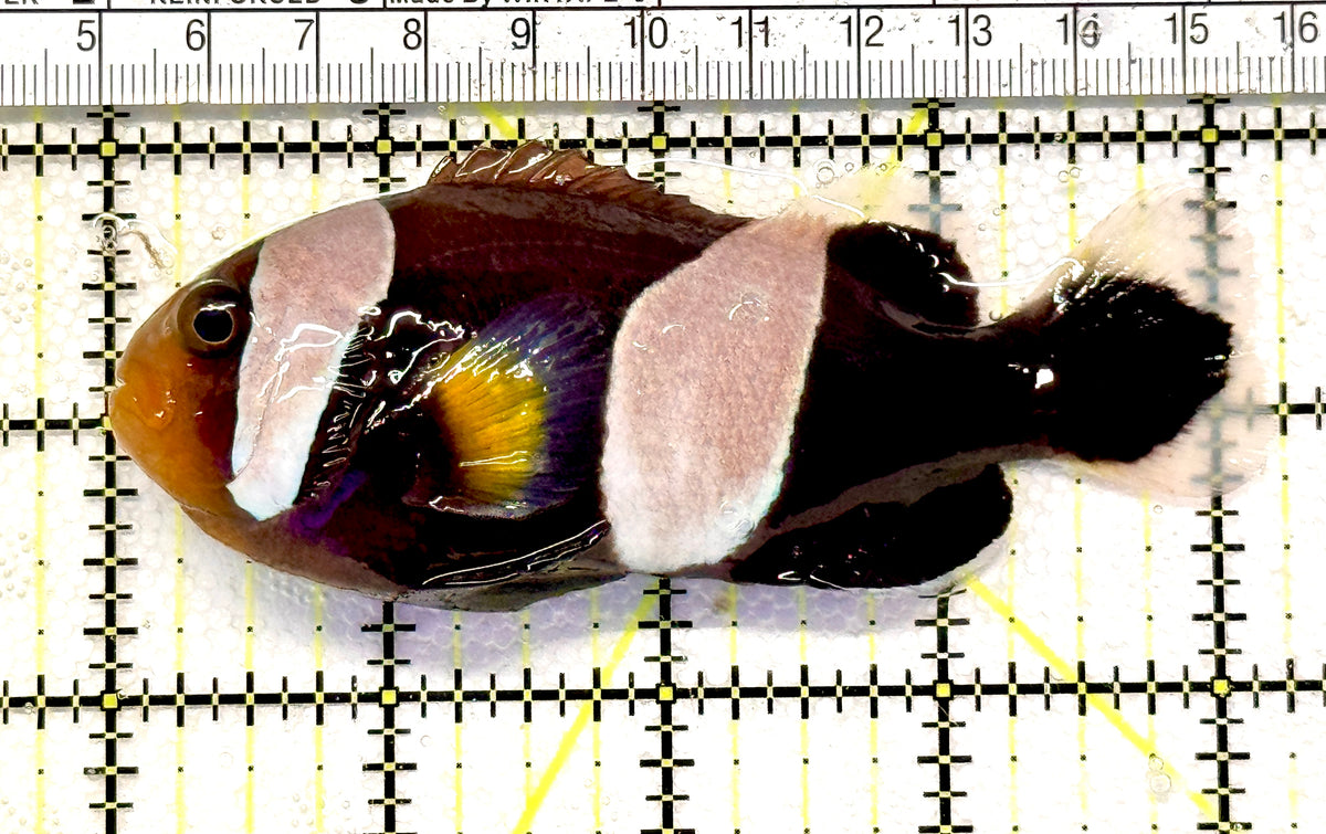 Red Saddleback Clownfish RSC100601 WYSIWYG Size: SHOW 4.25" approx