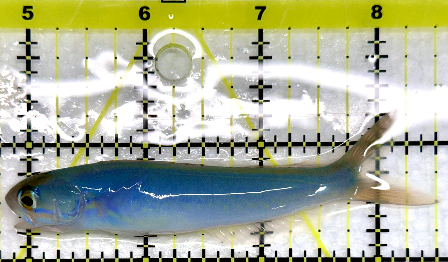 Flashing Tilefish FTF092101 WYSIWYG Size: XL 3.5”