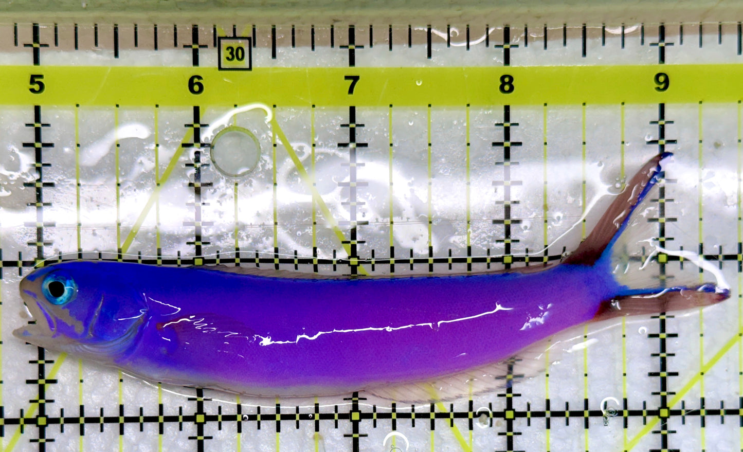 Purple Tilefish PT092101 WYSIWYG Size: XL 4.5"