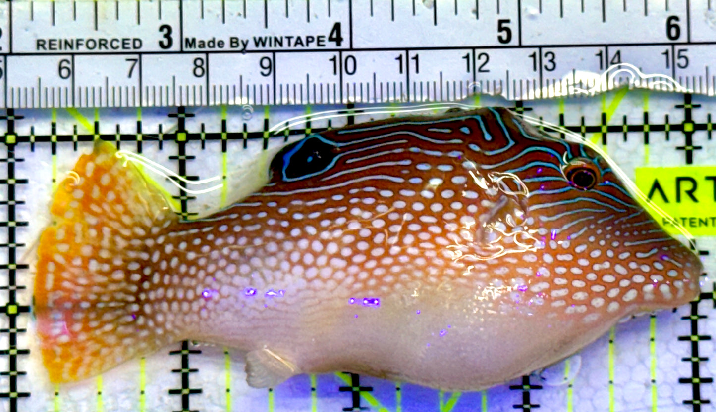 Blue Spot Toby Pufferfish BTP071901 WYSIWYG Size: 4"