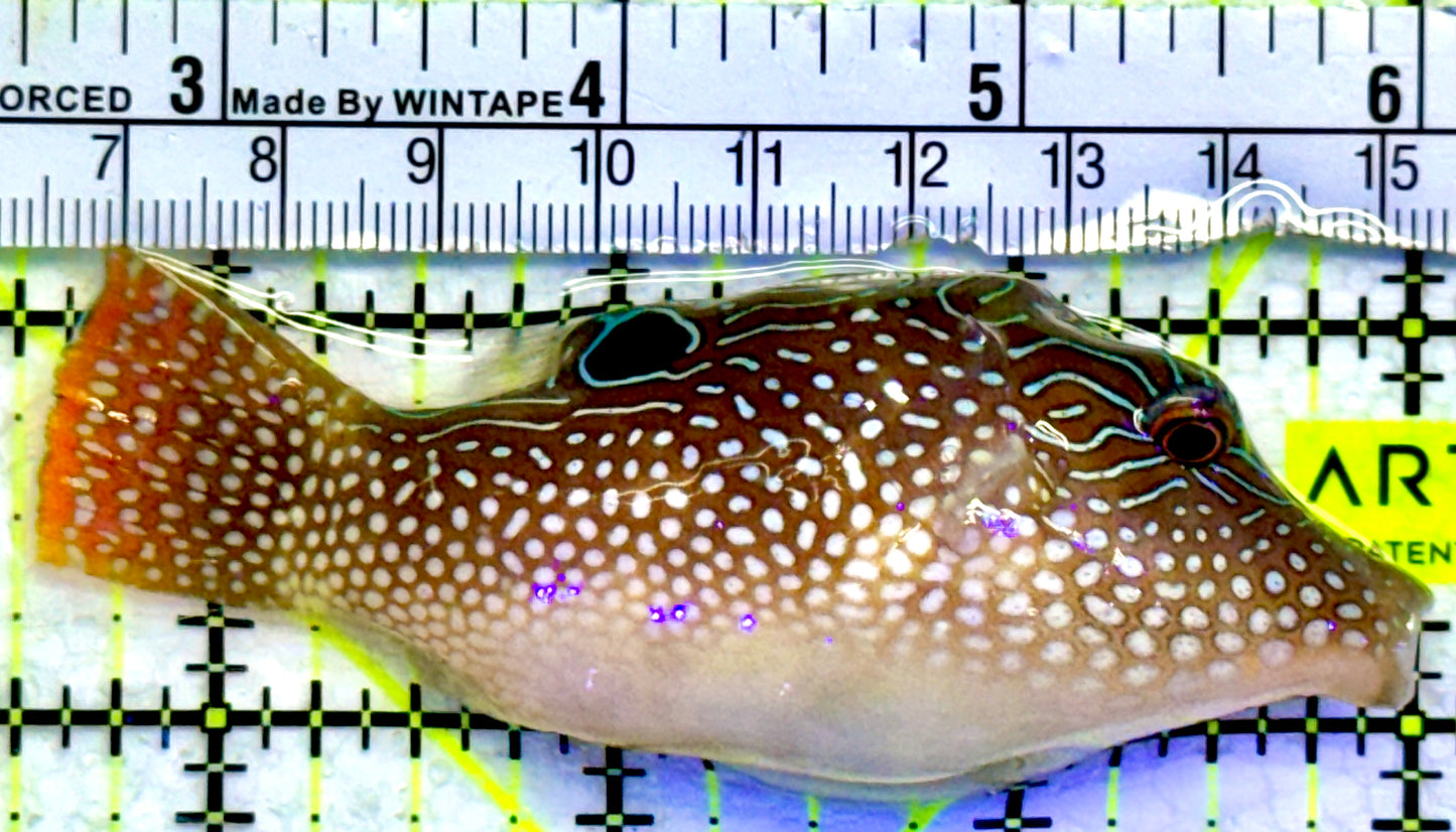 Blue Spot Toby Pufferfish BTP071902 WYSIWYG Size: 3.5"