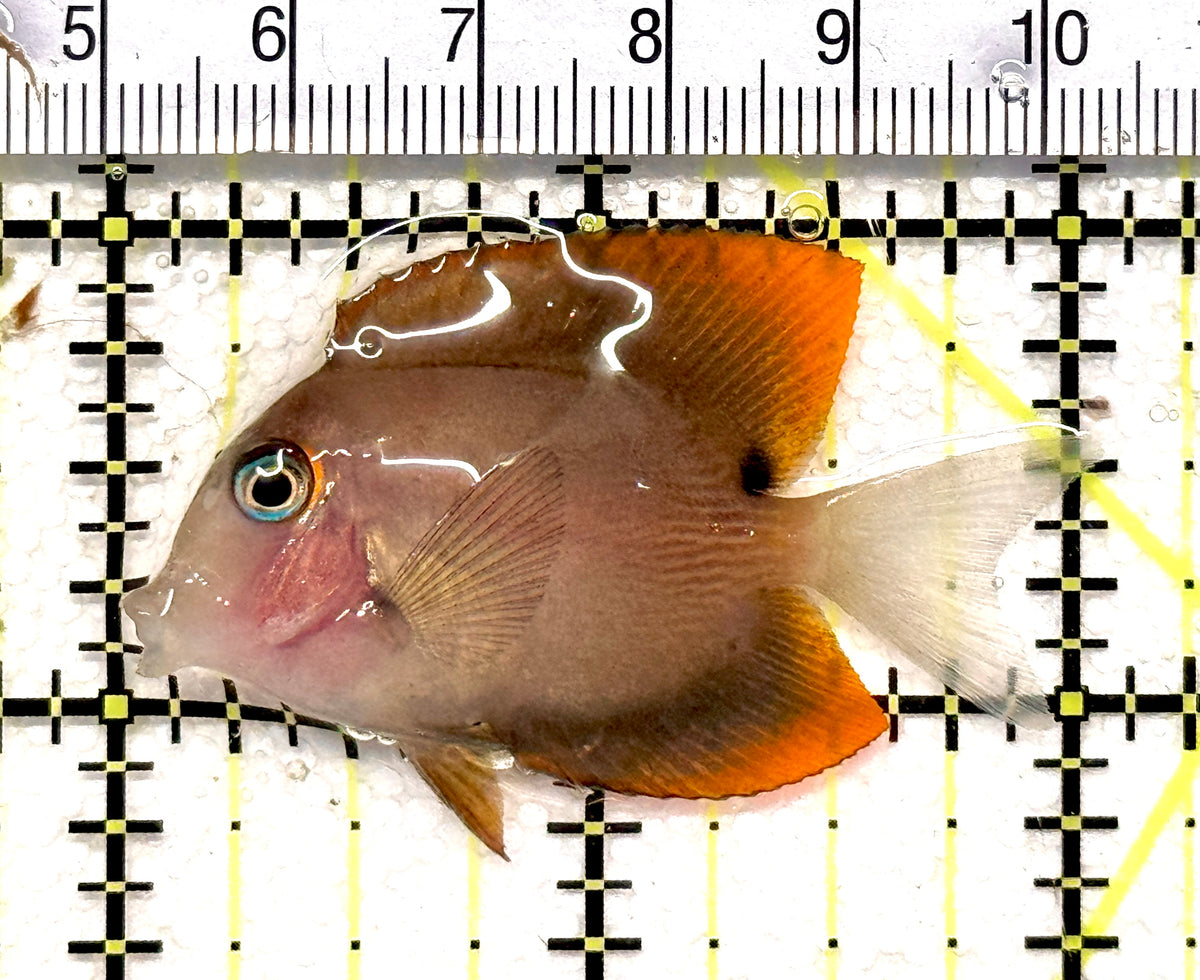 Flame Fin Tomini Tang FFTT100601 WYSIWYG Size: S 2" approx