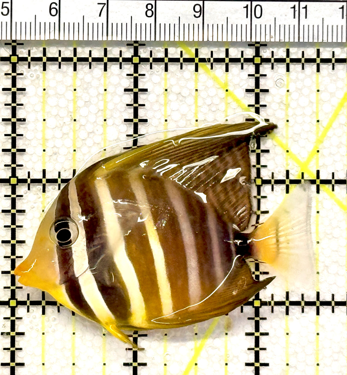 Sailfin Tang ST100501 WYSIWYG Size: M 2.5" approx