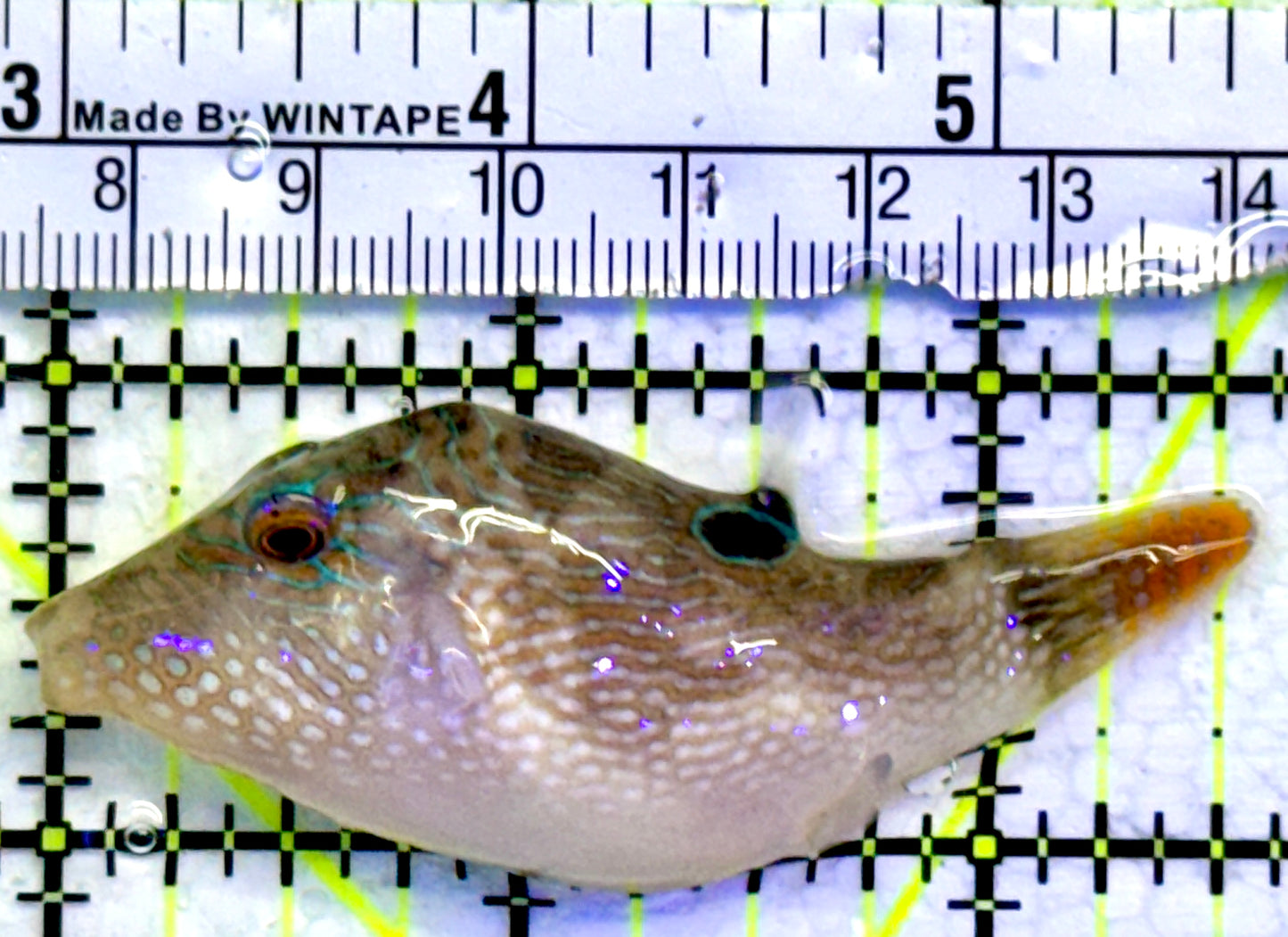 Blue Spot Toby Pufferfish BTP071903 WYSIWYG Size: 2.5"