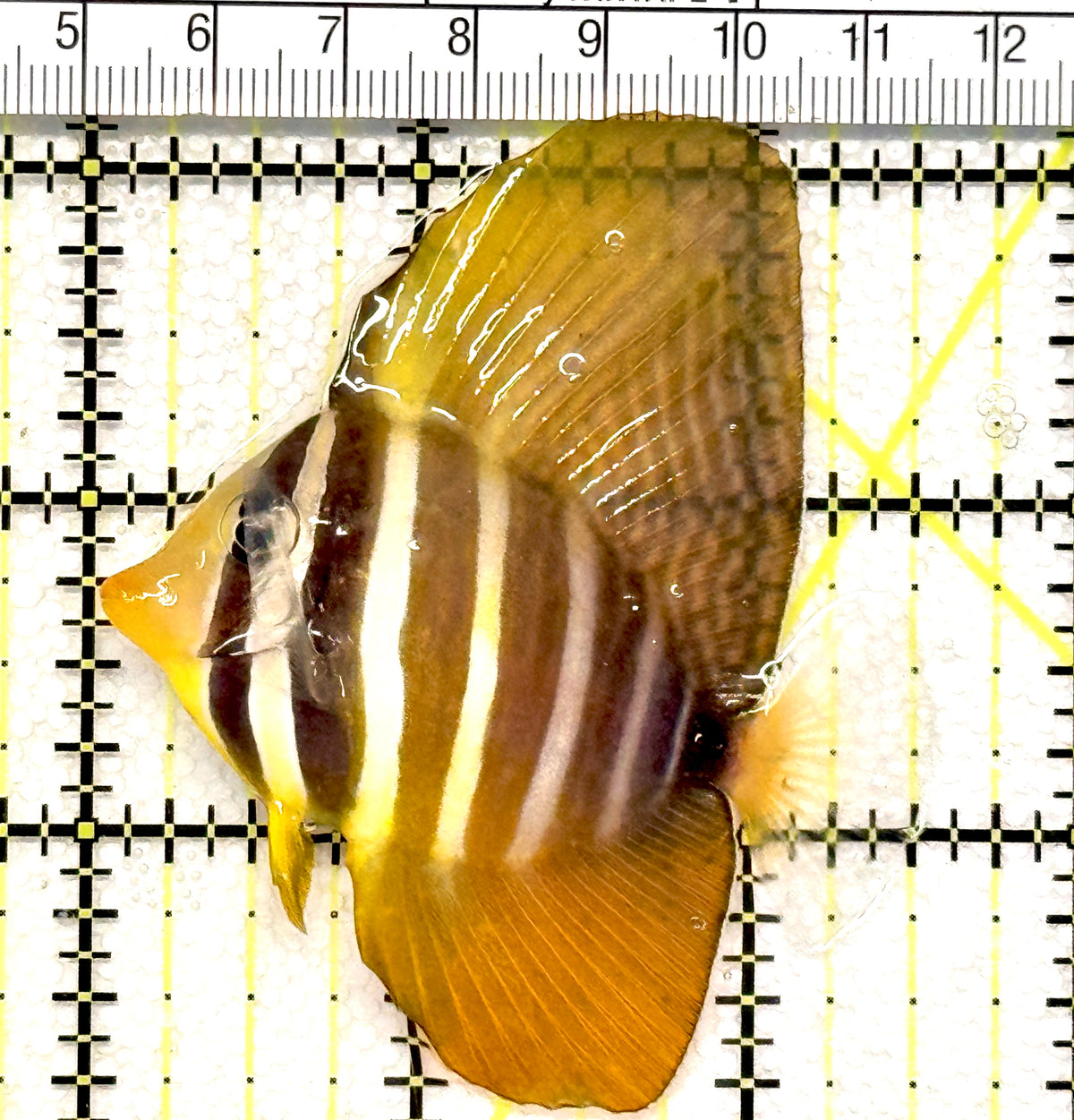 Sailfin Tang ST100502 WYSIWYG Size: M 2.5" approx