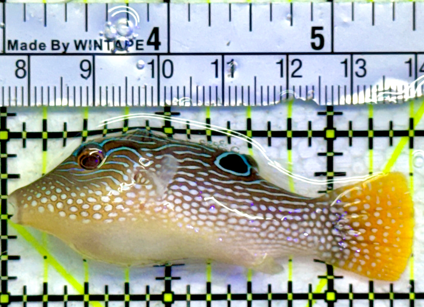 Blue Spot Toby Pufferfish BTP071904 WYSIWYG Size: 2.5"