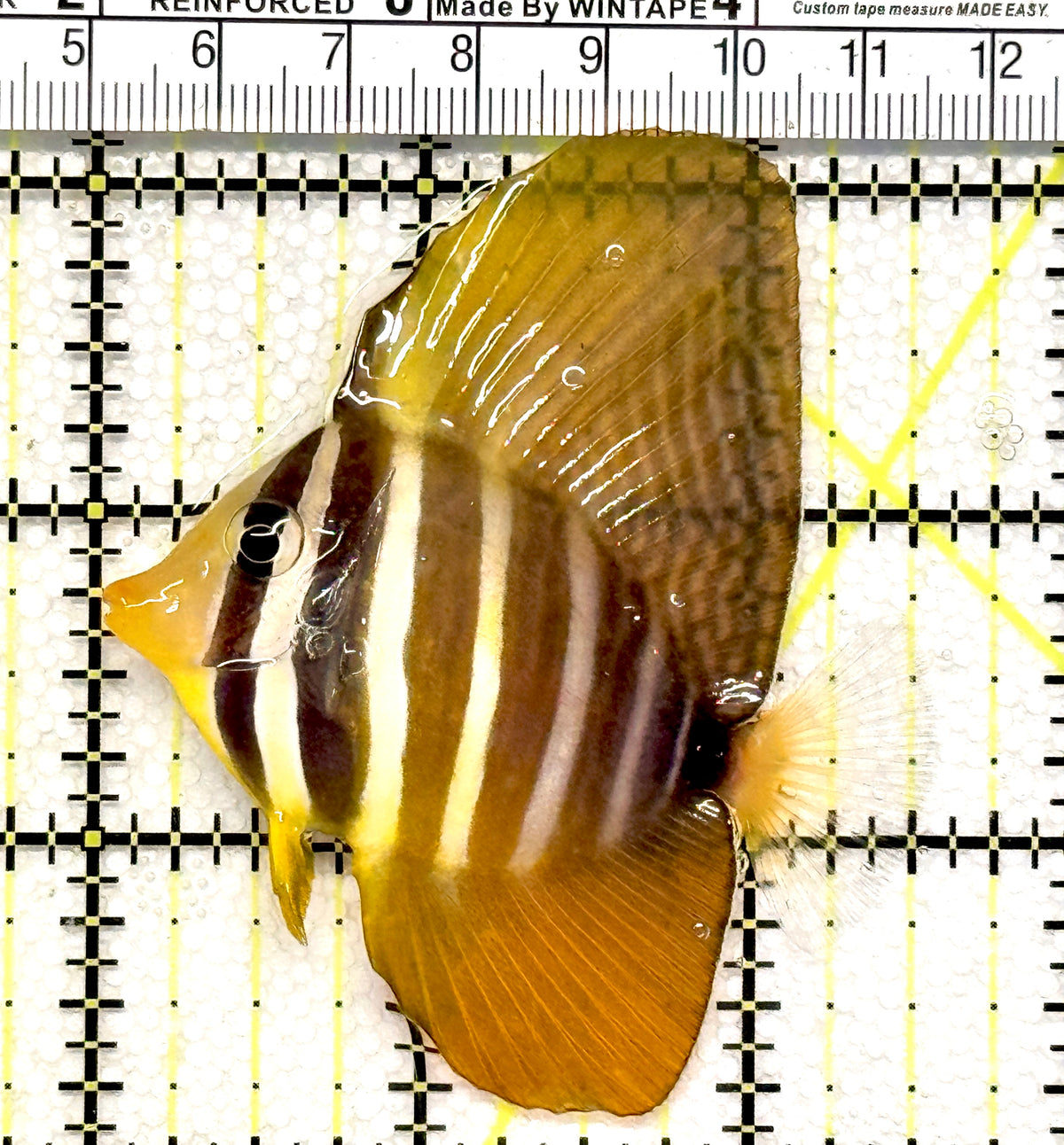 Sailfin Tang ST100503 WYSIWYG Size: M 2.5" approx