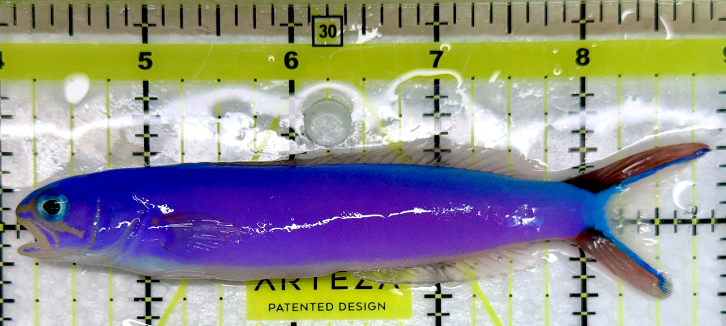 Purple Tilefish PT092103 WYSIWYG Size: XL 4.75"