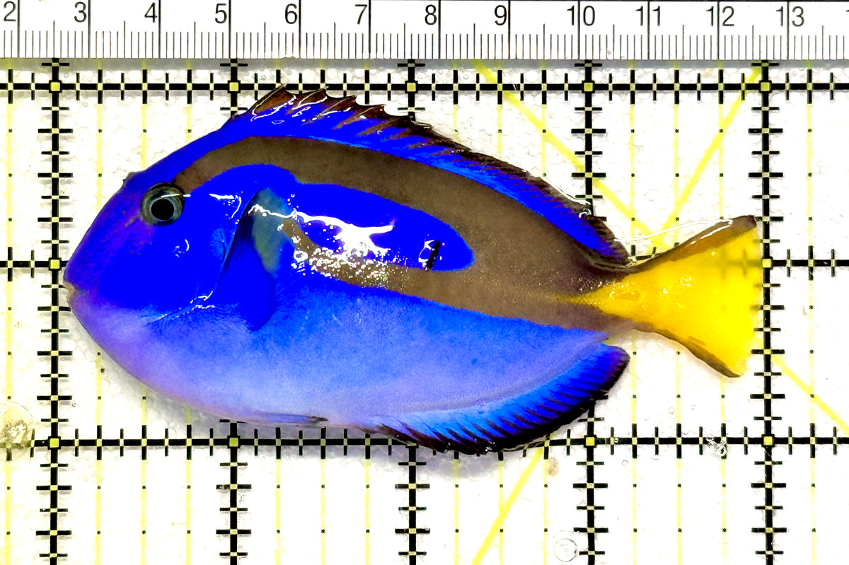 Blue Hippo Tang BHT100602 WYSIWYG Size: M 4" approx