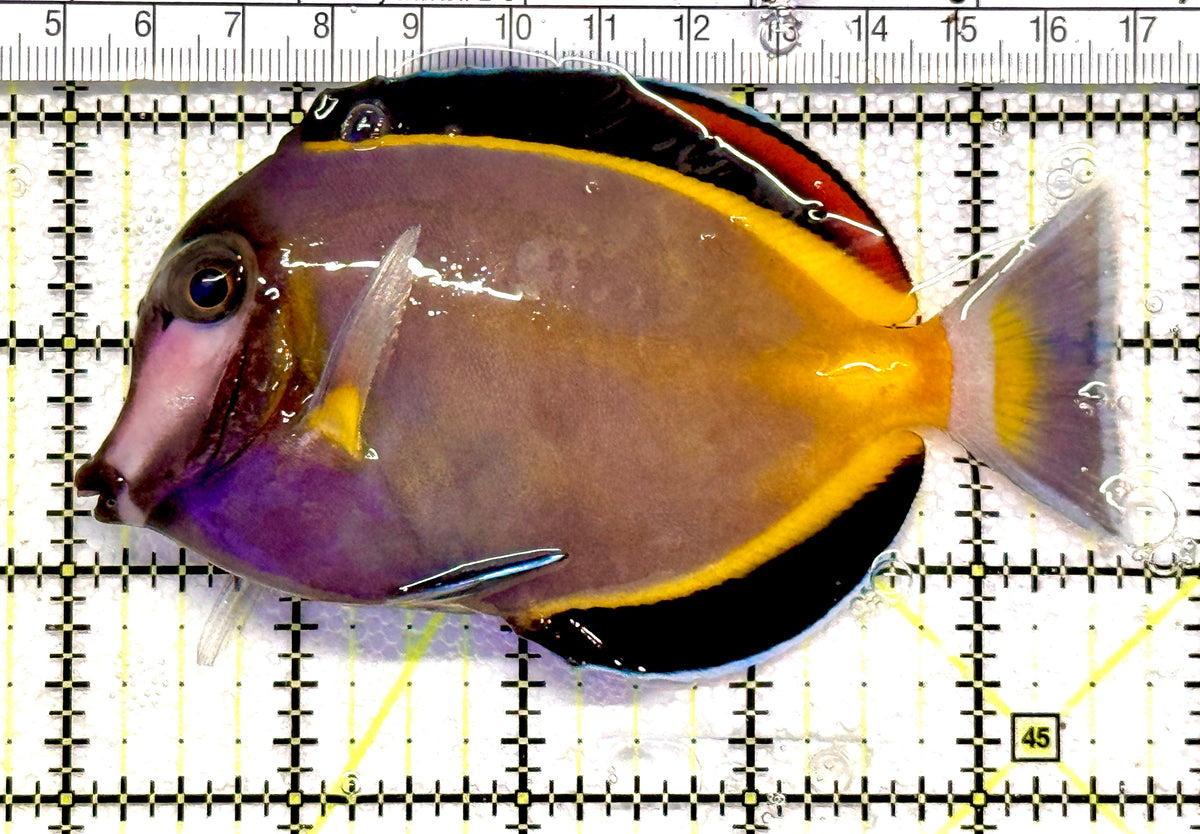 Powder Brown Tang PBT100601 WYSIWYG Size: XL 4.75" approx