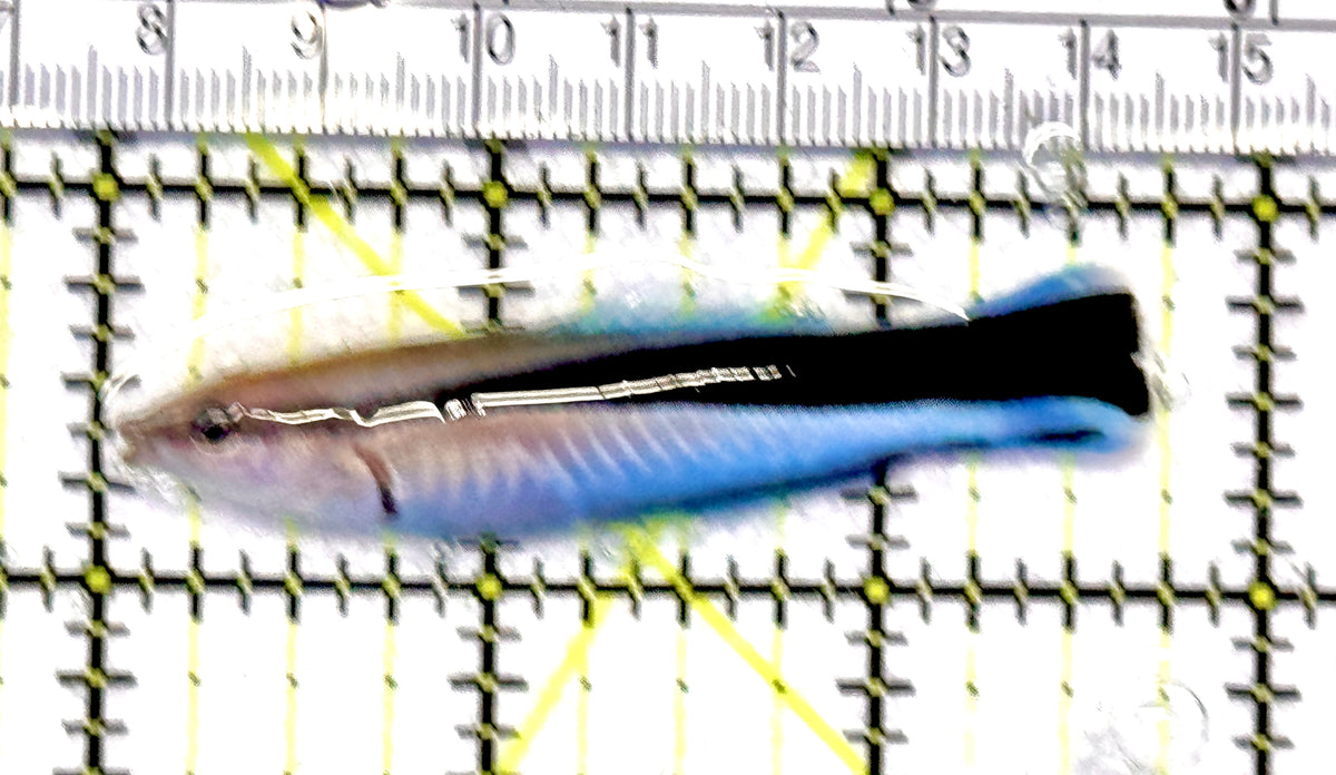 Blue Cleaner Wrasse BCW100601 WYSIWYG Size: XL 2.75" approx