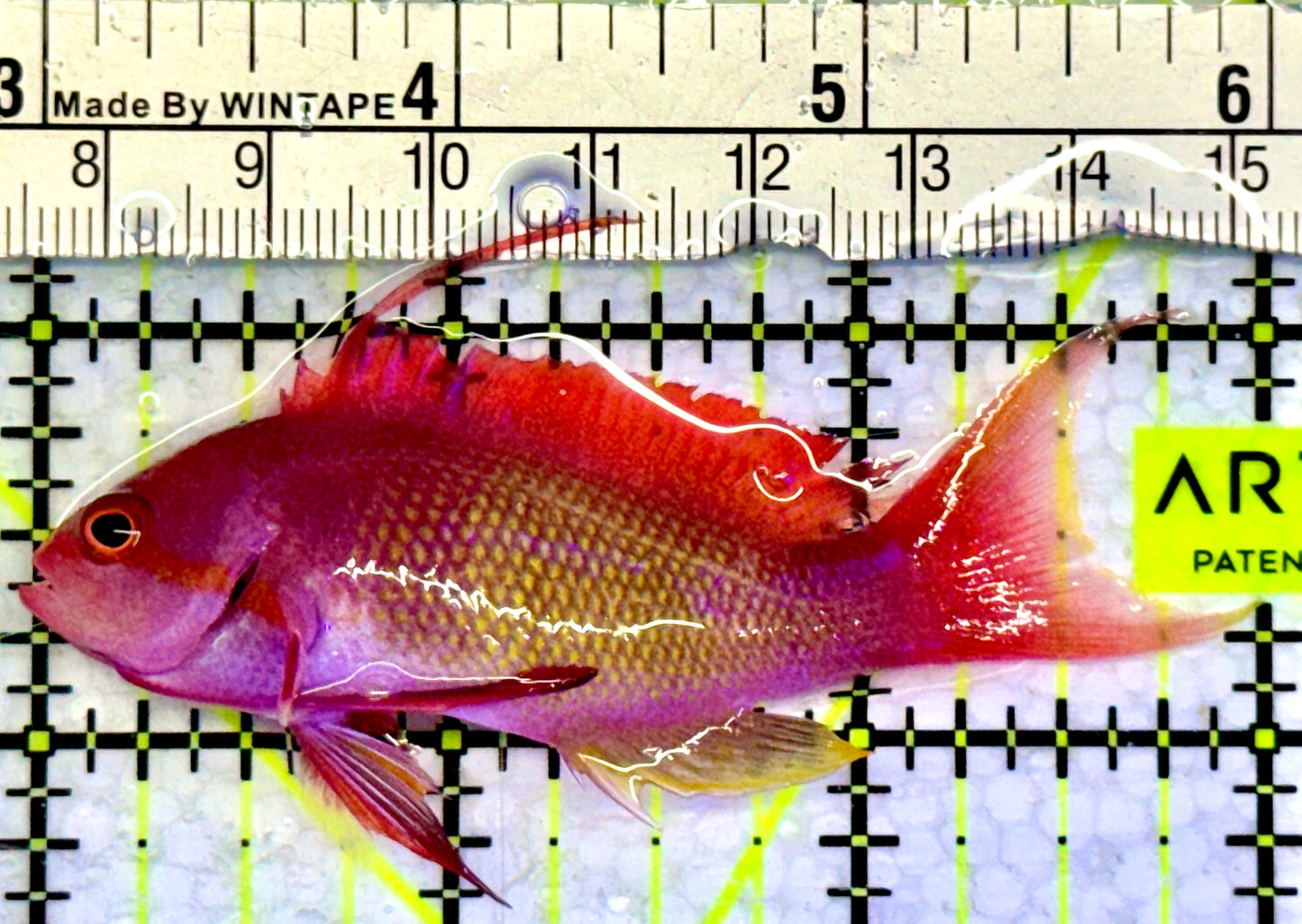 Male Lyretail Anthias (Maldives) MLA071901 WYSIWYG Size: M 3"