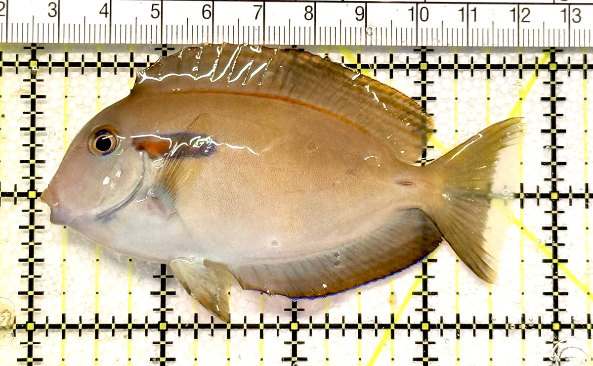 Orange Shoulder Tang OST100602 WYSIWYG Size: S Adult: 3.75" approx