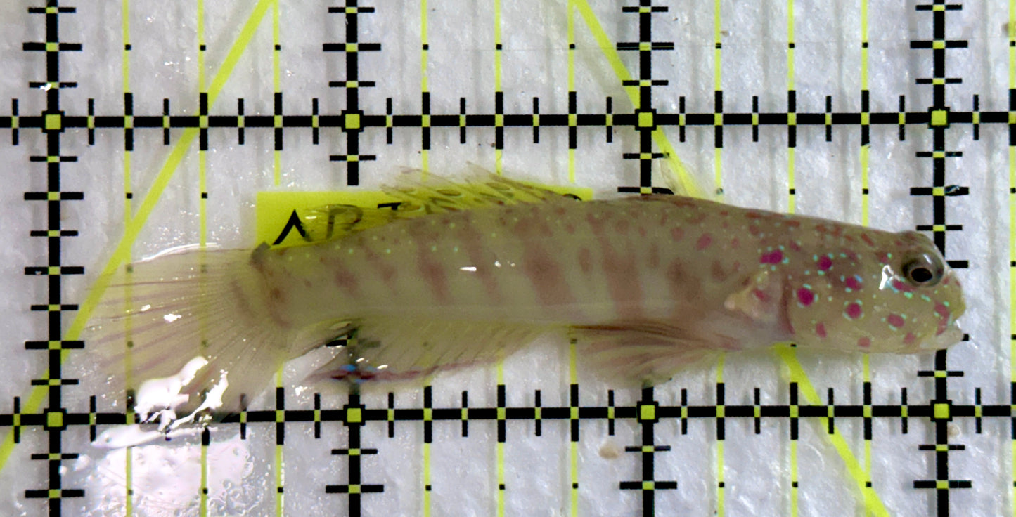 Pink Spotted Watchman Goby PSWG092102 WYSIWYG Size: M 3"