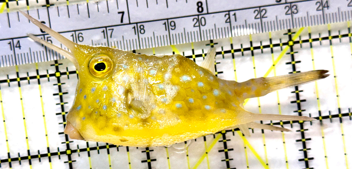 Longhorn Cowfish LC100401 WYSIWYG Size: L 3.75" approx