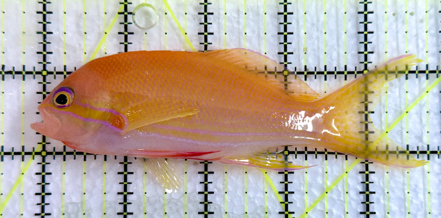 Squareback Anthias (Female) SAF092102 WYSIWYG Size: XL 4.75"