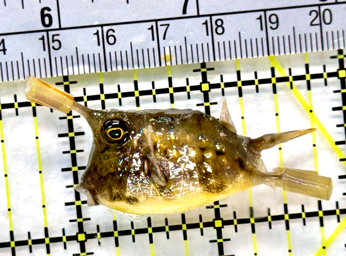 Longhorn Cowfish LC100402 WYSIWYG Size: S 2" approx