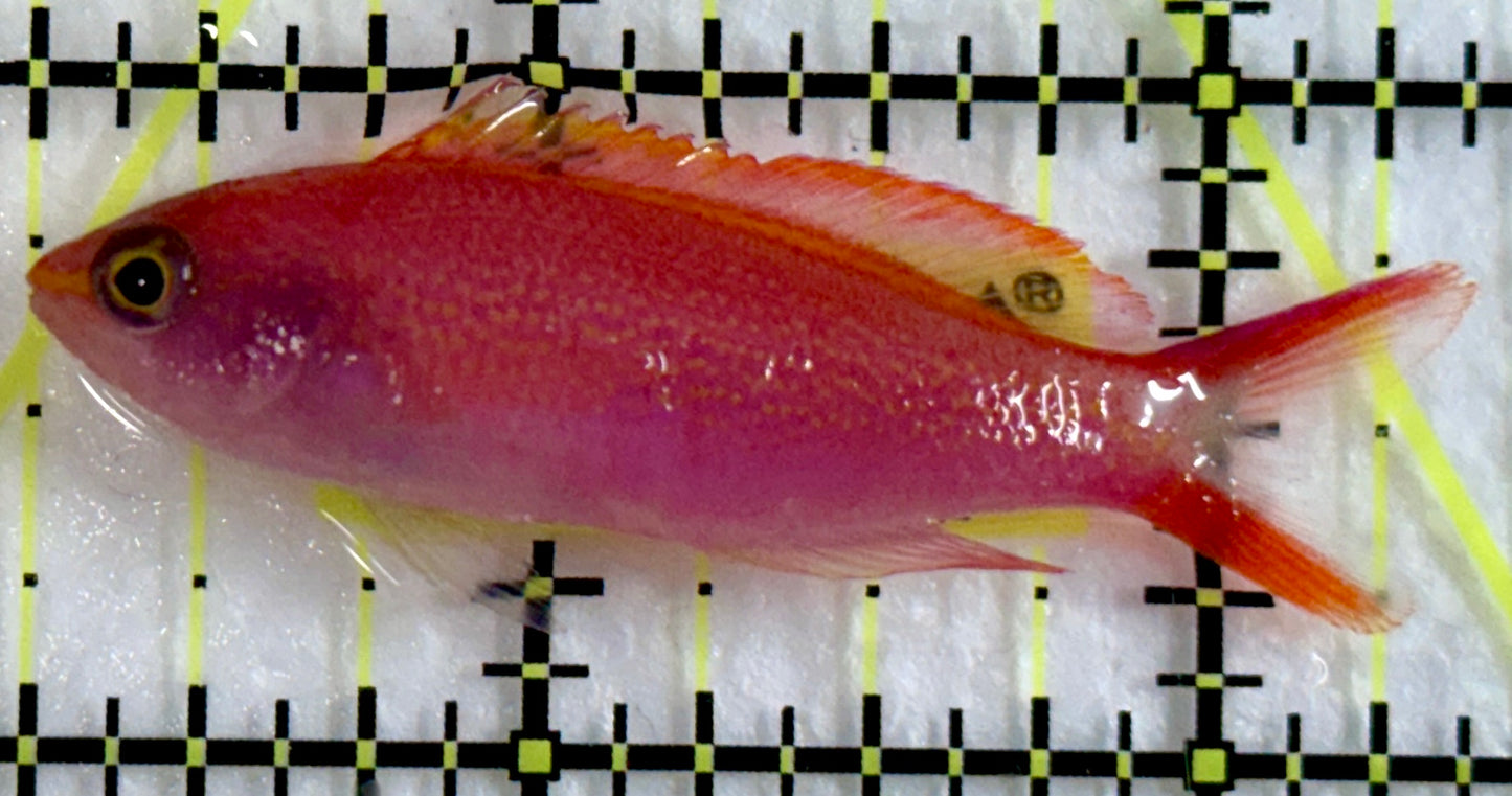 Princess Anthias PA092102 WYSIWYG Size: S 2"
