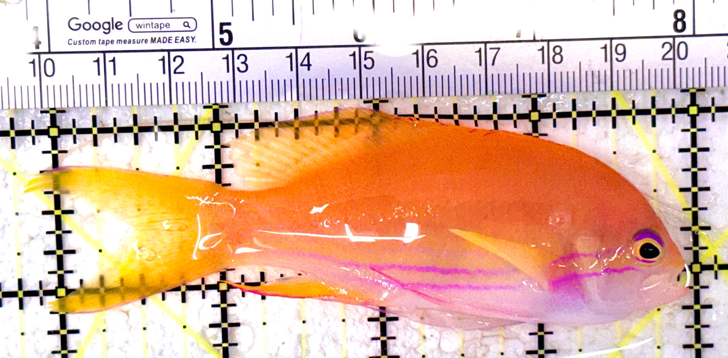 Squareback Anthias (Female) SAF070602 WYSIWYG Size: XL 4.25"