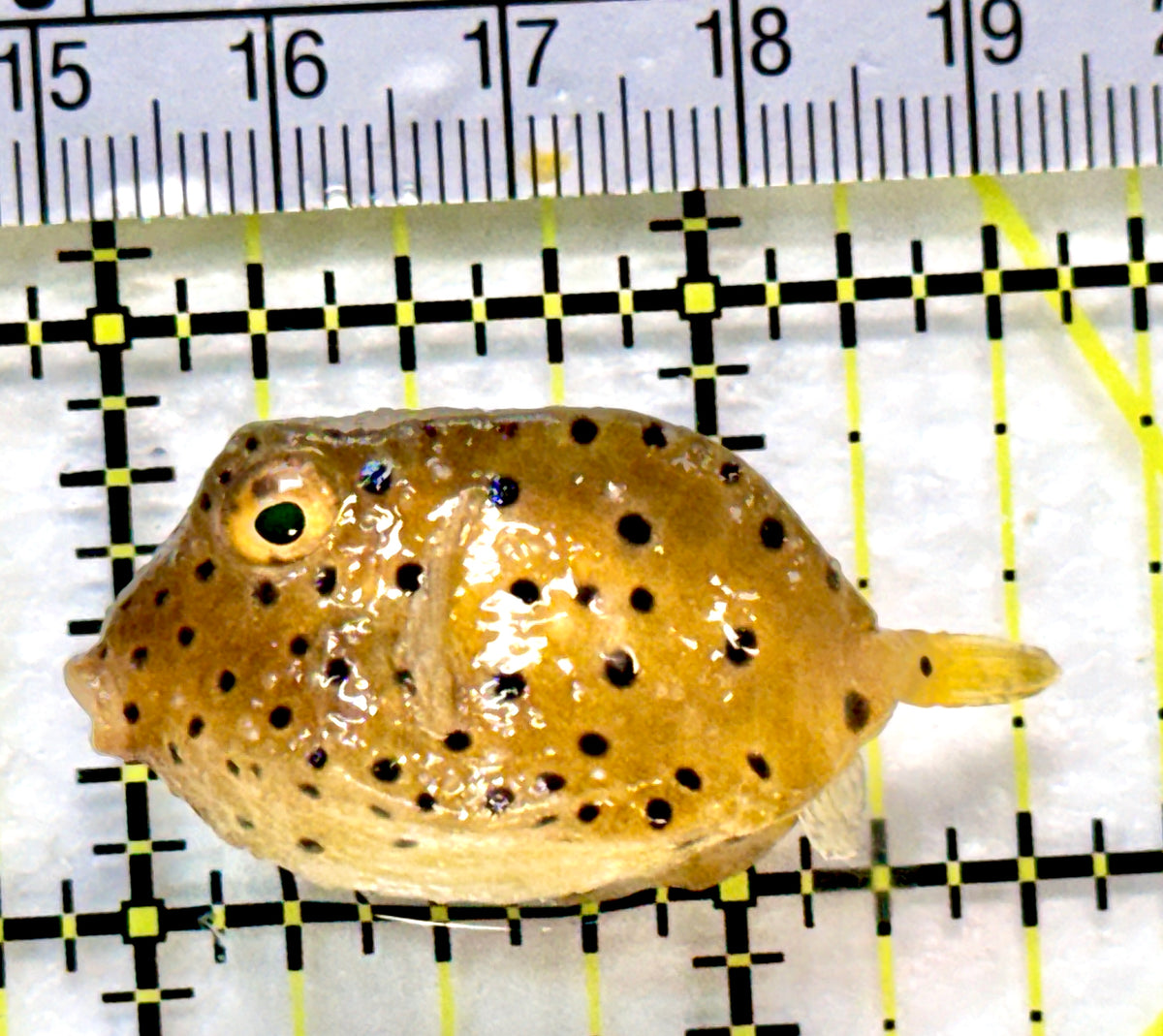 Yellow Polka Dot Boxfish YPDB100401 WYSIWYG Size: S 1.5" approx
