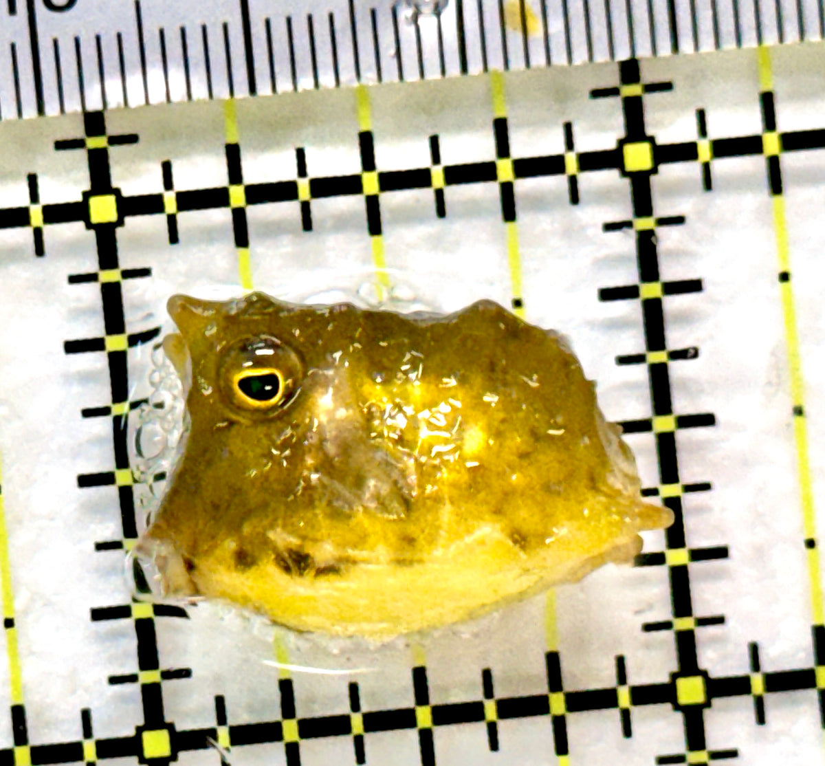 Longhorn Cowfish LC100403 WYSIWYG Size: Tiny 1" approx