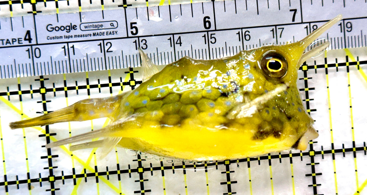 Longhorn Cowfish LC100404 WYSIWYG Size: L 3.75" approx