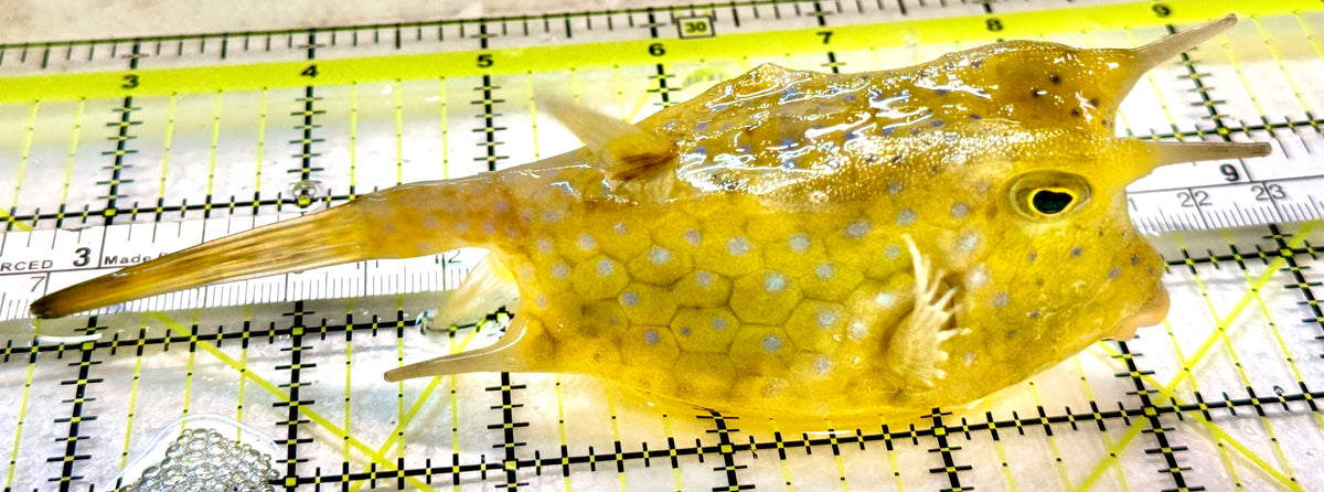 Longhorn Cowfish LC100406 WYSIWYG Size: XXL/SHOW 6" approx