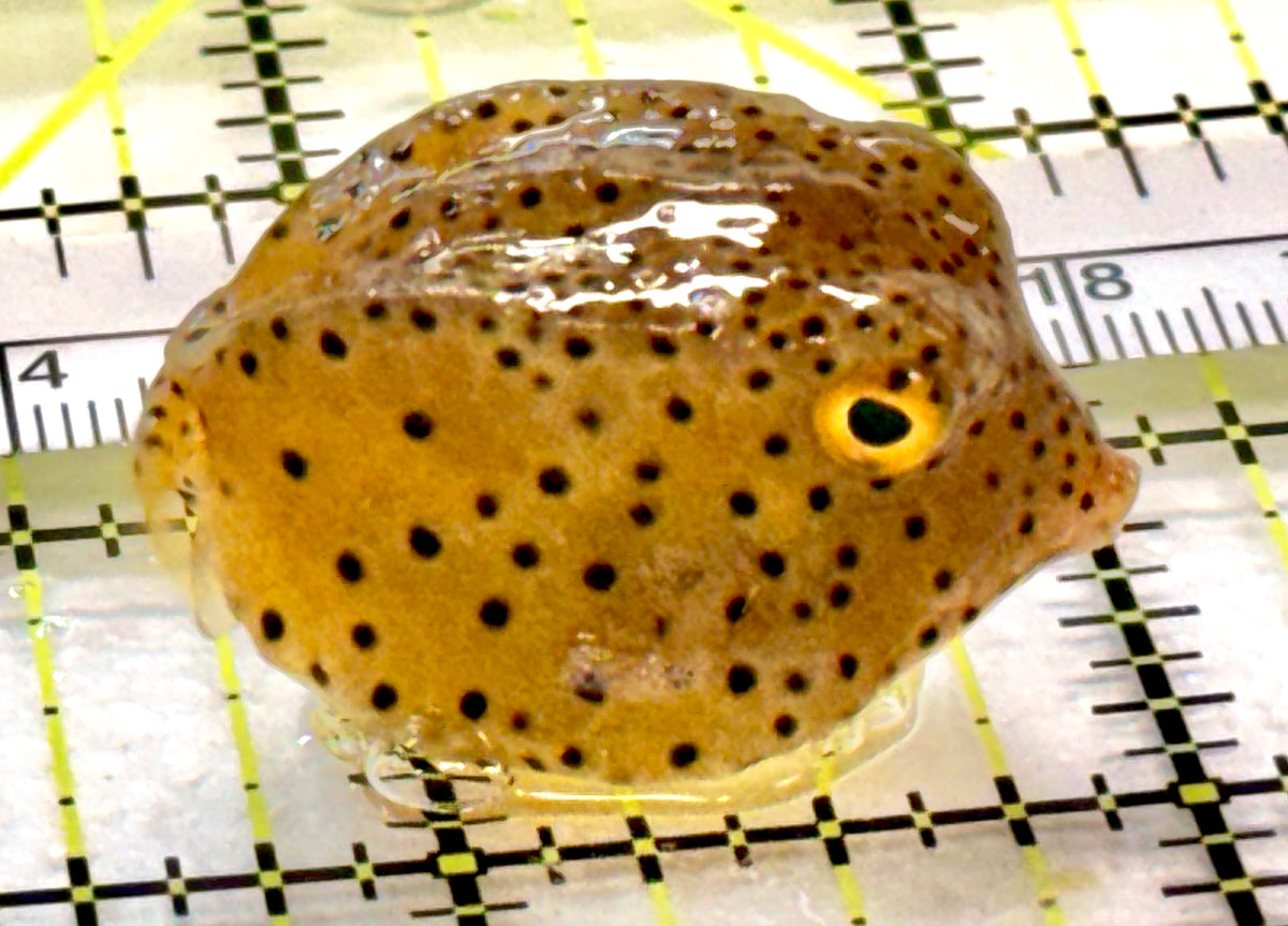 Yellow Polka Dot Boxfish YPDB100402 WYSIWYG Size: S 1.5" approx