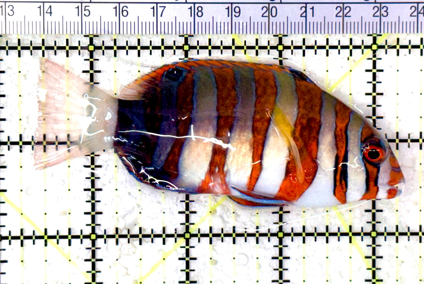 Harlequin Tuskfish HT070401 WYSIWYG Size: M 3.75" approx