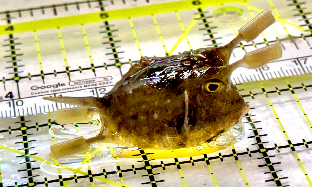 Longhorn Cowfish LC100408 WYSIWYG Size: S 2" approx