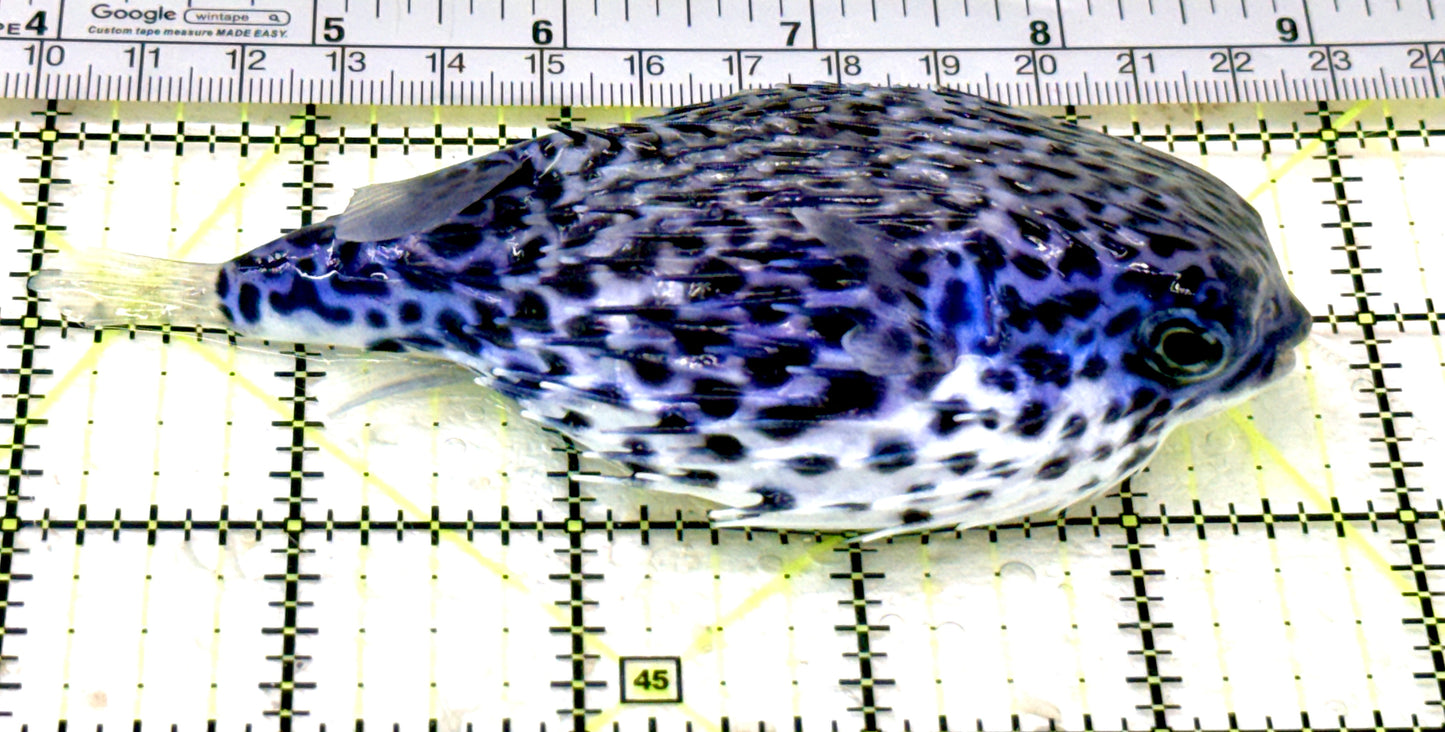 Rare Blue Pelagic Porcupine Puffer (Deepwater) RBPPP070401 WYSIWYG Size: XL 4.75" approx