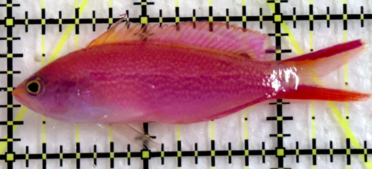 Princess Anthias PA092103 WYSIWYG Size: S 2.5"