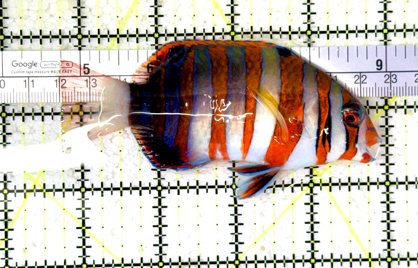 Harlequin Tuskfish HT070403 WYSIWYG Size: L 4.25" approx