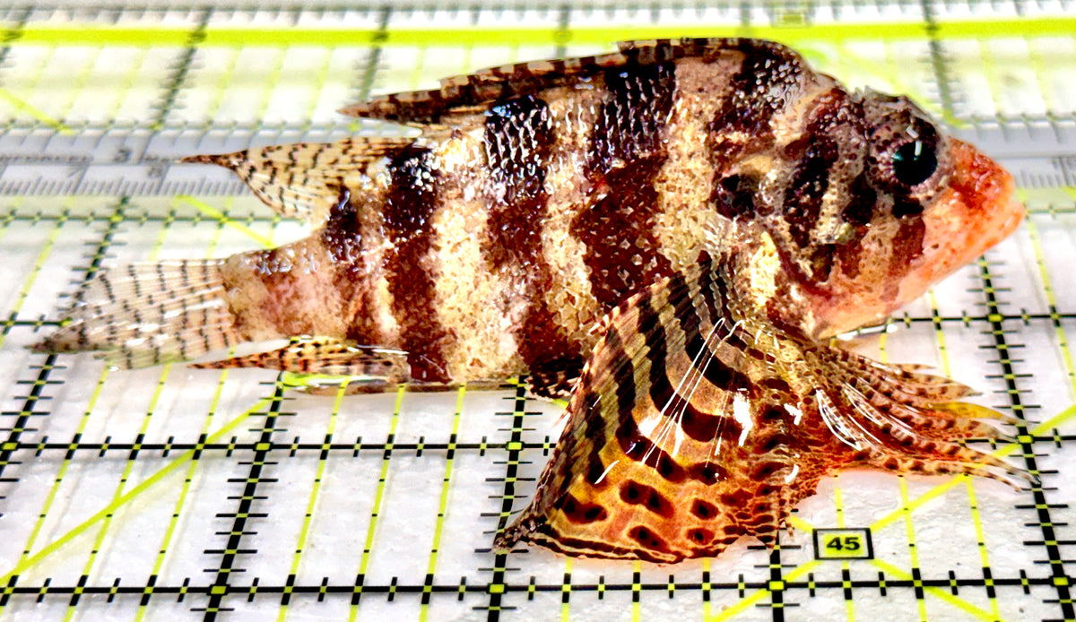 Fuzzy Dwarf Lionfish FDL100401 WYSIWYG Size: XL 4.25" approx