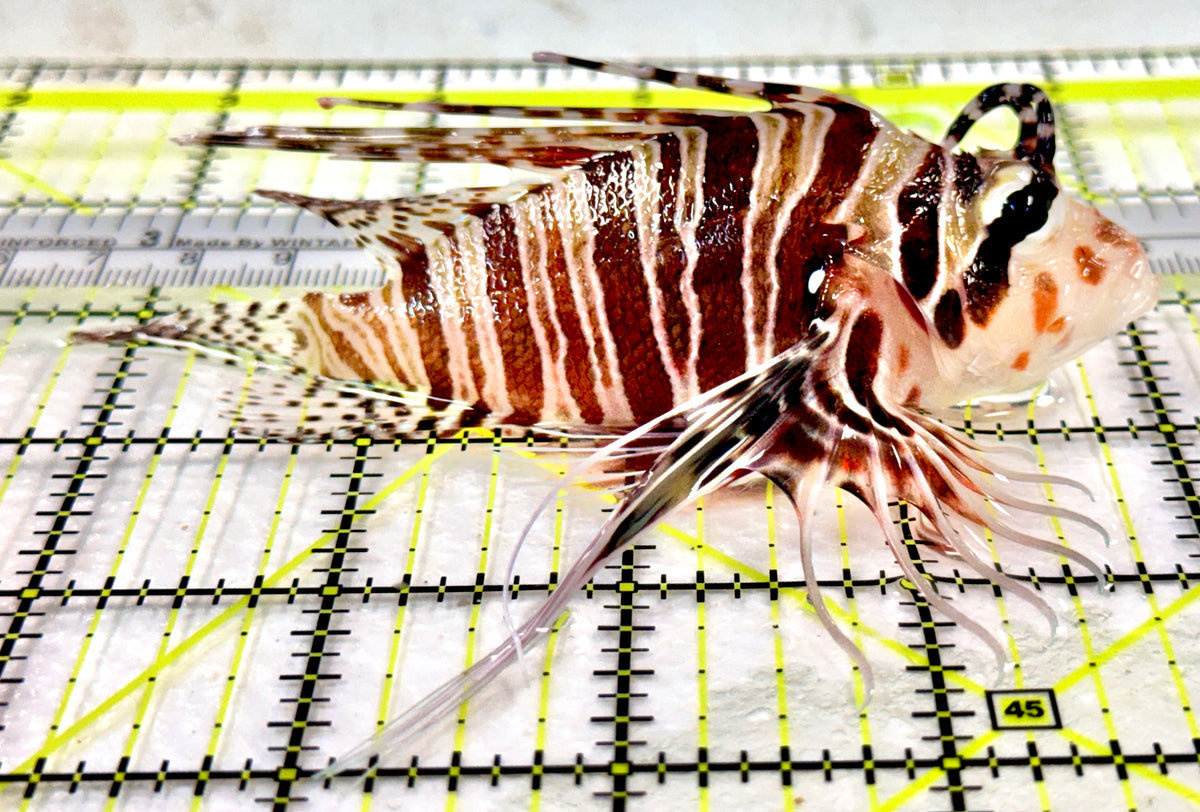Dwarf Zebra Lionfish DZL100401 WYSIWYG Size: XL 4.25" approx