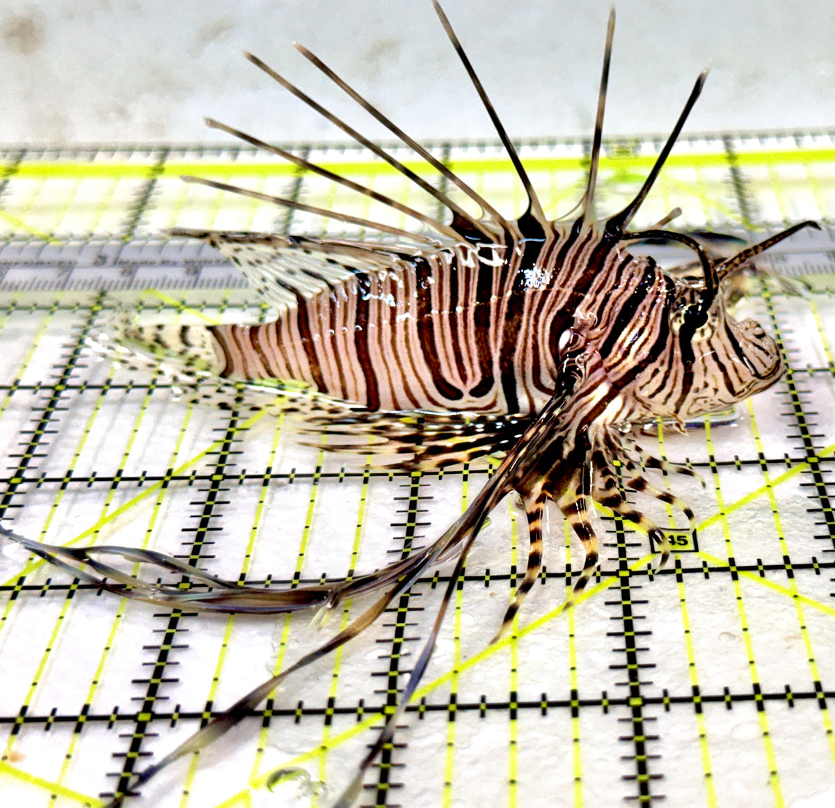 Black Volitan Lionfish BVL100401 WYSIWYG Size: ML 4" approx