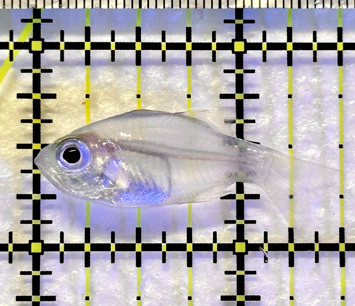 Longspine Blue Eye Cardinal Fish LBEC100401 WYSIWYG Size: 1.5" approx