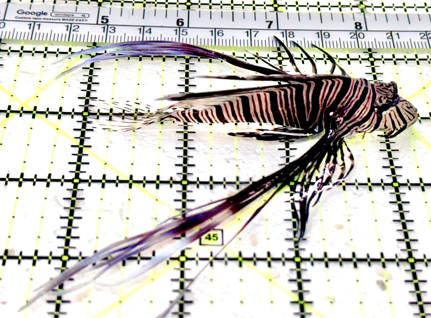 Black Volitan Lionfish BVL070501 WYSIWYG Size: ML 3.75"