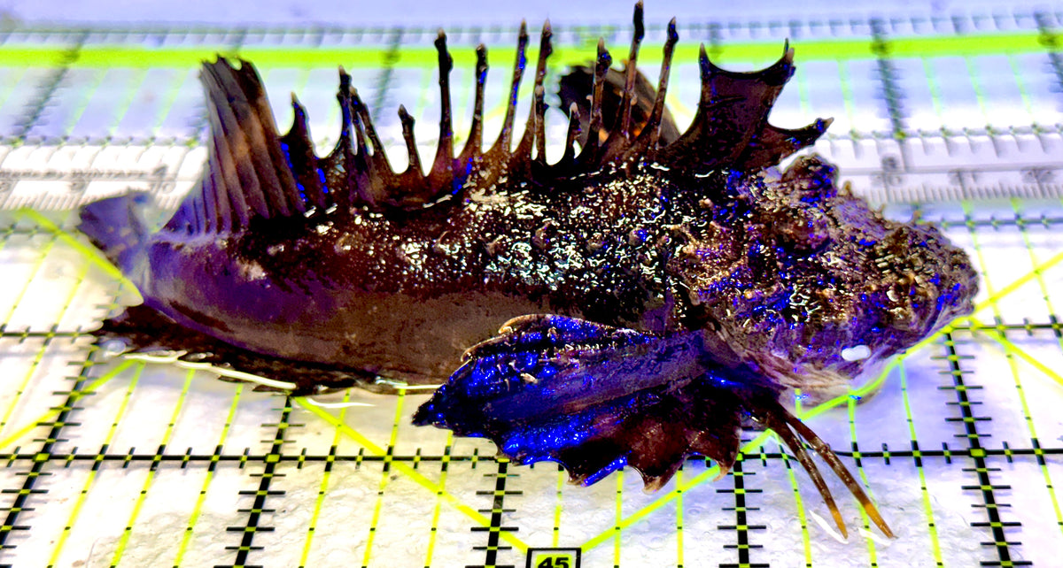 Twostick Stingfish TS100402 WYSIWYG Size: L 4.5" approx