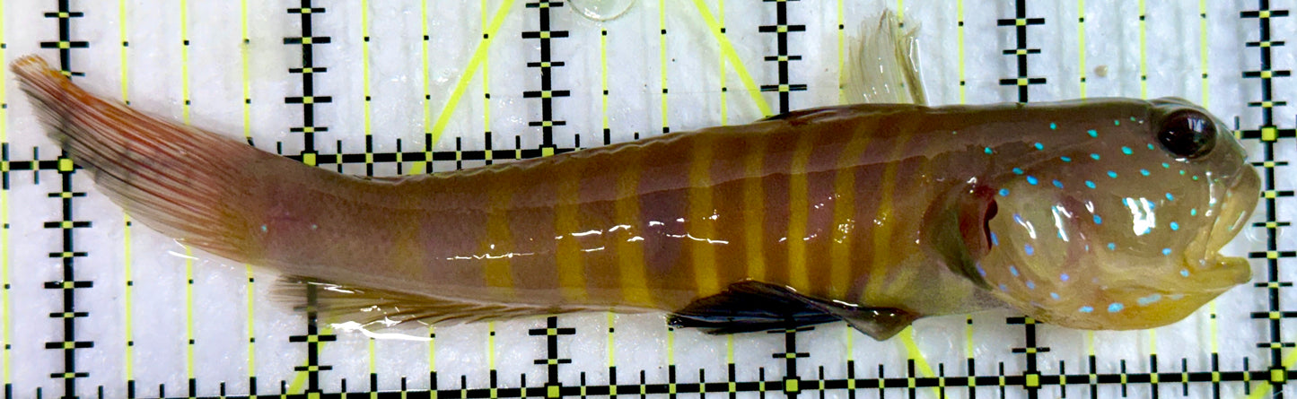 Bluespotted Watchman Goby BWG092103 WYSIWYG Size: XL 5.25"