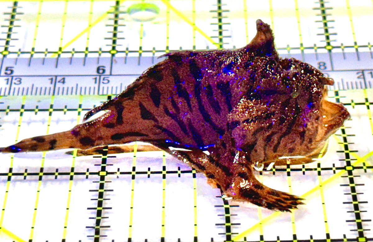 Sargassum Angler SA100401 WYSIWYG Size: S 3" approx