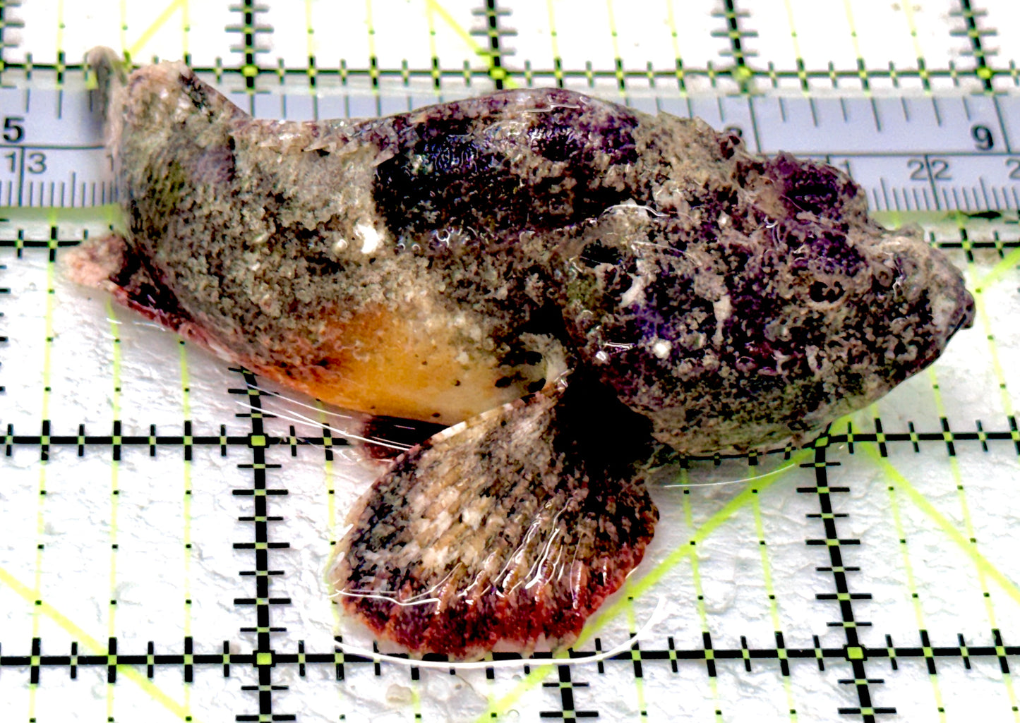 Stone Fish SF070502 WYSIWYG Size: ML 3.75"